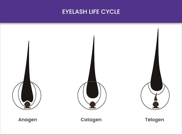 eyelash life cycle extension guide.