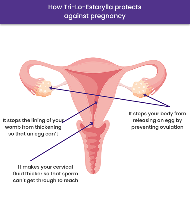Graphic showing how Tri-Lo-Estarylla works to prevent pregnancy