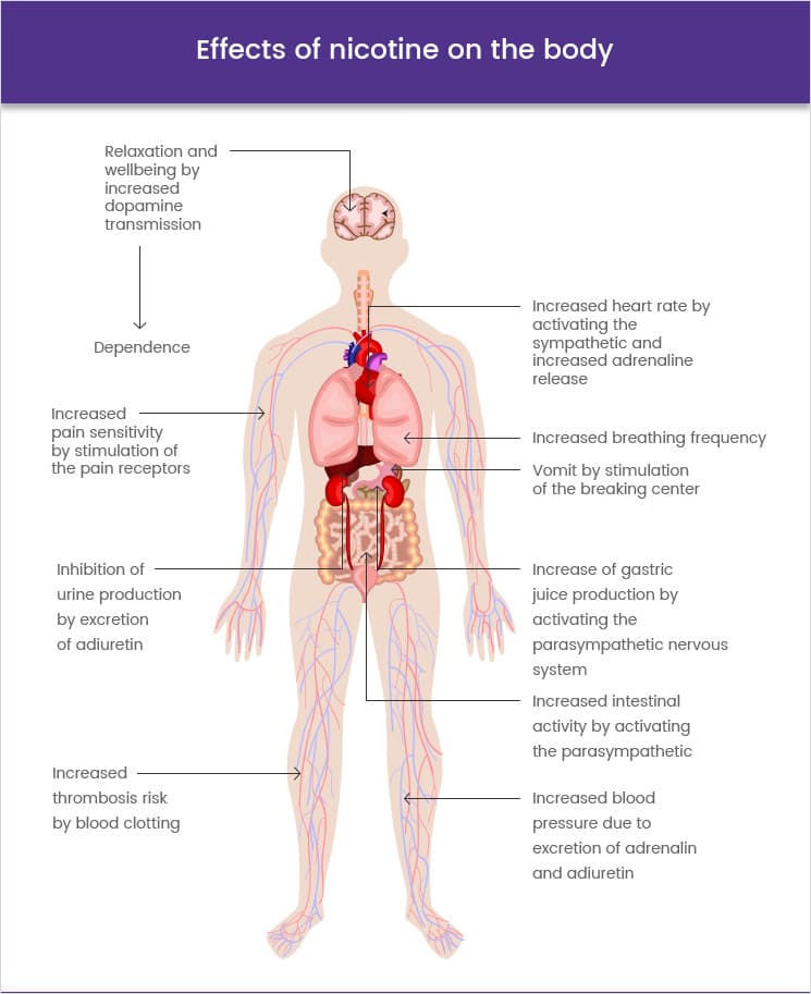 Effects of nicotine on the body
